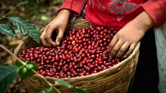Năm 2024, giá cà phê nhân của Việt Nam có thể đạt mức cao nhất thế giới