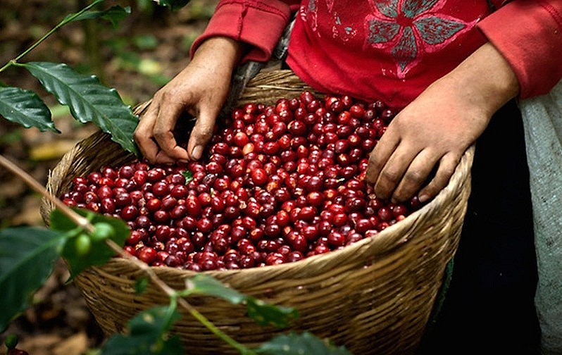 Năm 2024, cà phê nhân của Việt Nam có thể đạt mức cao nhất trên thế giới