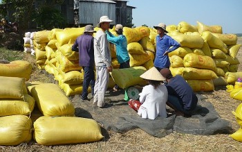 Giá lúa gạo hôm nay ngày 23/12: Nông dân chào lúa Thu Đông giá cao, giao dịch cầm chừng
