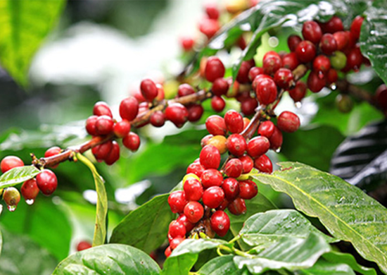 Giá nông sản hôm nay 24/12: Cà phê tăng 1.400 đồng, hồ tiêu giảm 2.500 - 4.500 đồng