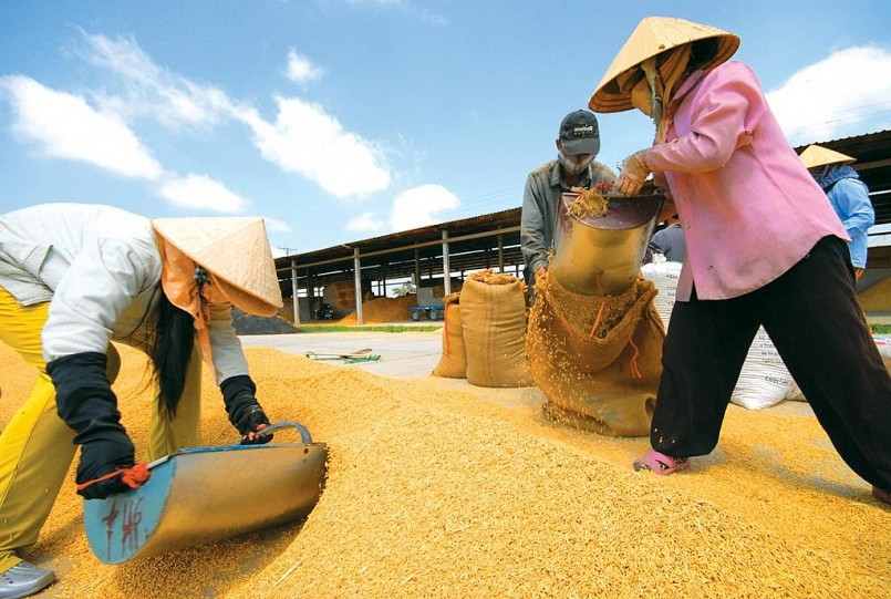 Giá gạo xuất khẩu của Việt Nam luôn cao nhất thế giới.