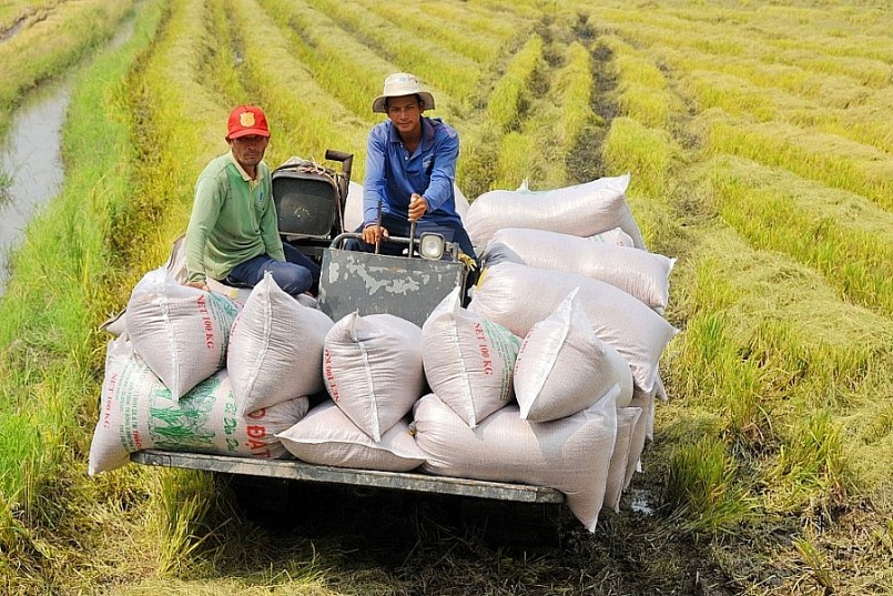 Giá lúa gạo trong nước ổn định.