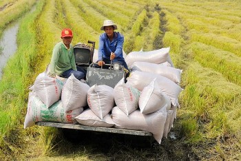 Giá lúa gạo hôm nay ngày 24/12: Trong nước ổn định, giá gạo xuất khẩu giảm nhẹ
