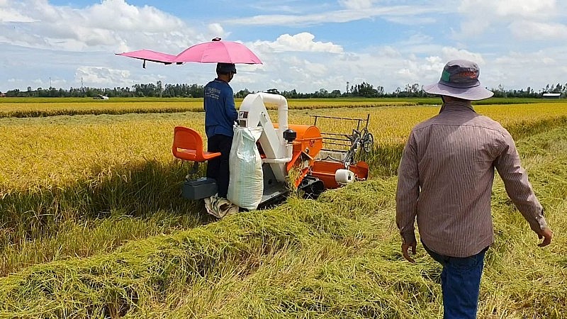 Giá lúa gạo neo cao, thương lái hạn chế mua vào.