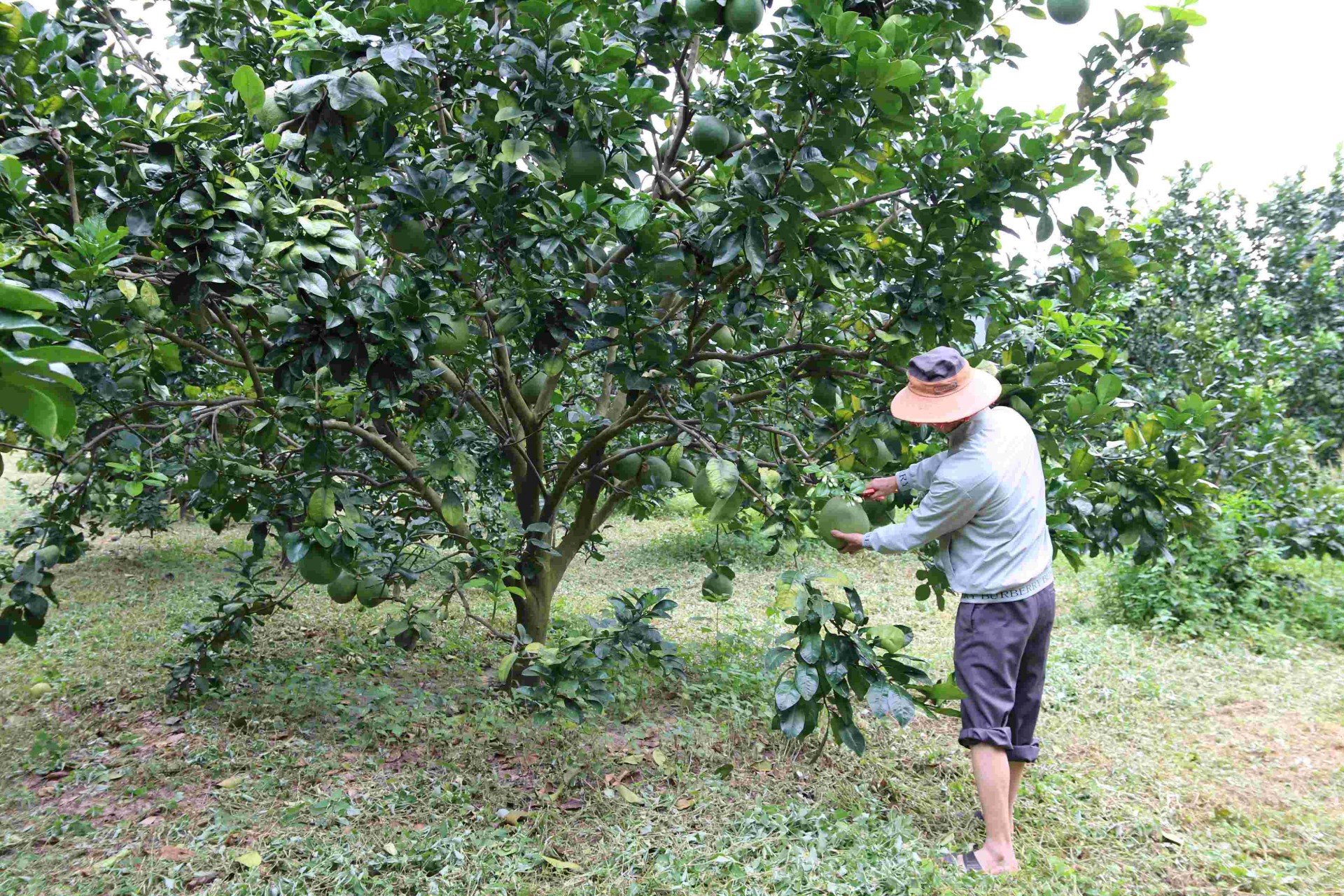 Anh Nguyễn Văn Kiểm đang chăm sóc vườn bưởi da xanh của gia đình mình.