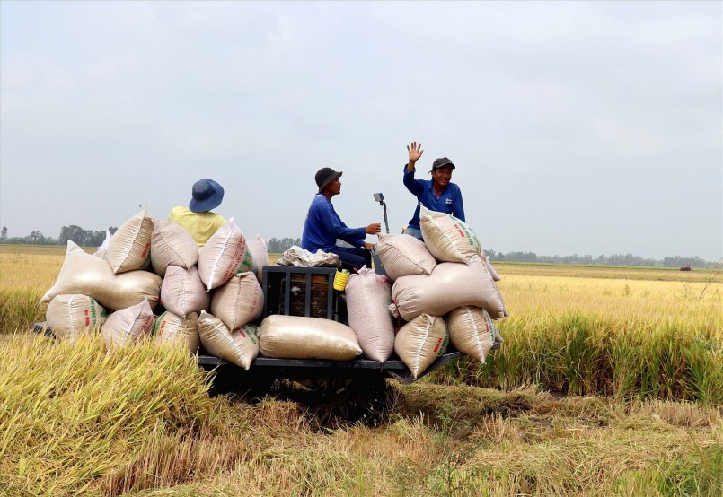Giá lúa gạo hôm nay ngày 30/12: Giao dịch ổn định ngày cuối năm.
