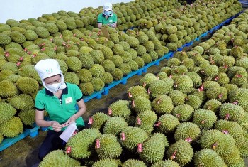 11 tháng năm 2023, xuất khẩu rau quả của Việt Nam đạt 5,2 tỷ USD