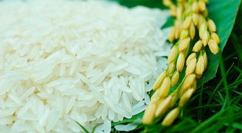 Giá lúa gạo hôm nay 1/1: Duy trì ổn định ngày đầu năm