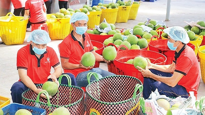 Kiểm tra trái cây trước khi xuất khẩu tại Công ty Vina T&T Group. Ảnh Minh Hà