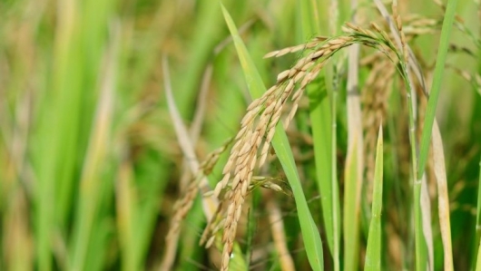 Giá lúa gạo hôm nay ngày 3/1: Giá lúa IR 504 giảm nhẹ, lúa Đông Xuân được hỏi mua nhiều