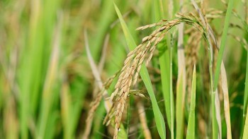 Giá lúa gạo hôm nay ngày 3/1: Giá lúa IR 504 giảm nhẹ, lúa Đông Xuân được hỏi mua nhiều