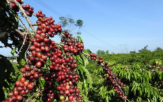 Thiếu hụt nguồn cung toàn cầu, cơ hội lớn cho cà phê Việt