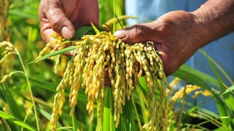 Ngành lúa gạo Việt "bội thu" trong năm 2023