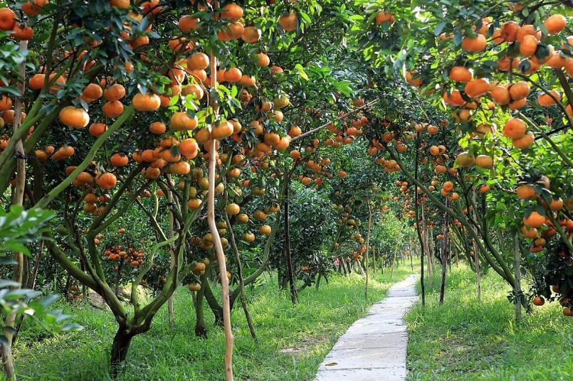 Vườn trái cây nổi tiếng ở Tiền Giang.