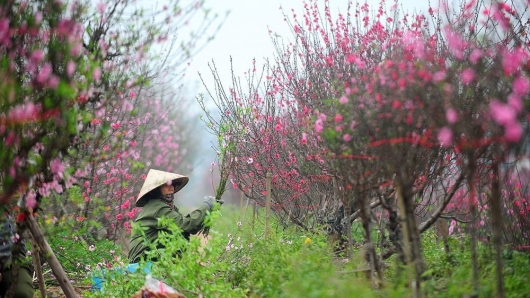 Hà Nội tổ chức Lễ hội hoa đào, quất cảnh và sản phẩm OCOP Xuân Giáp Thìn 2024