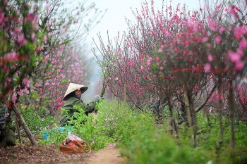 Hà Nội tổ chức Lễ hội hoa đào, quất cảnh và sản phẩm OCOP Xuân Giáp Thìn 2024