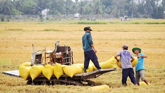 Kỳ vọng mới từ Đề án Phát triển bền vững 1 triệu ha lúa chất lượng cao