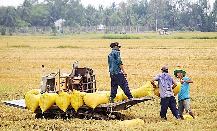 Thu hoạch lúa tại huyện An Biên, tỉnh Kiên Giang. Ảnh: Chí Công