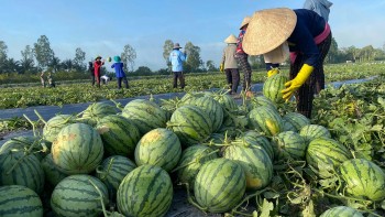 Nông sản Việt Nam rộng cửa vào Trung Quốc