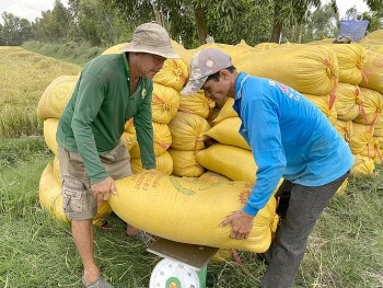 Giá lúa gạo hôm nay ngày 5/1: Lúa gạo ổn định, nông dân chào giá lúa Đông Xuân cao