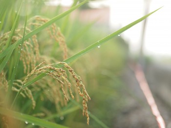 Dẻo thơm gạo nếp Thầu Dầu Phú Bình