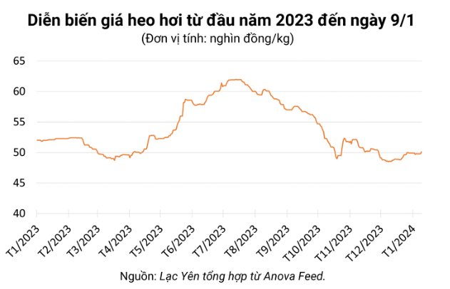 Giá heo hơi hôm nay ngày 9/1/2024: Tăng trên diện rộng, cao nhất 2.000 đồng/kg