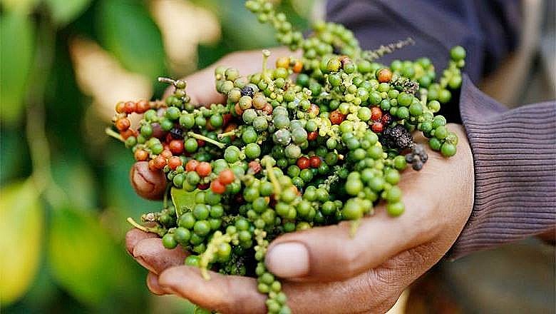 Giá nông sản ngày 9/1: Cà phê duy trì đà tăng, giá tiêu ổn định