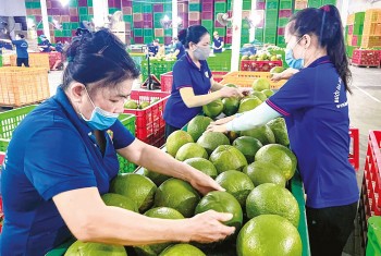 Rau quả Việt tất bật khai mở thị trường mới
