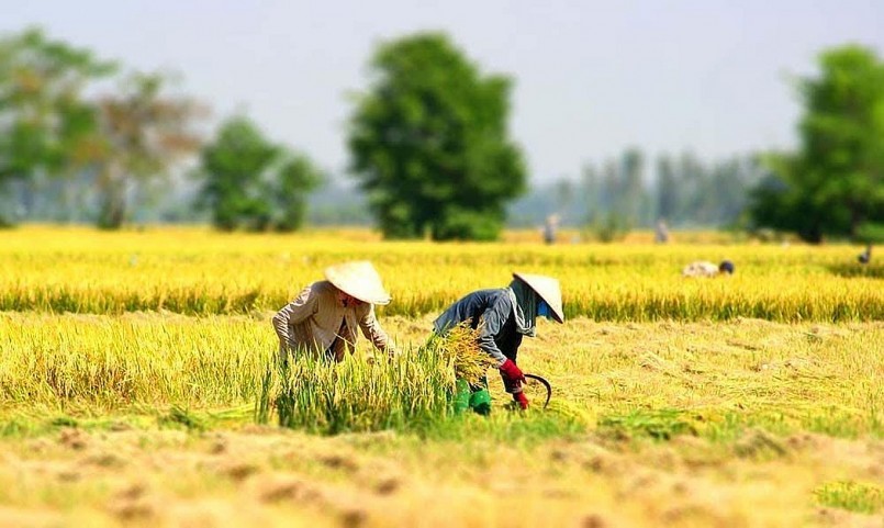 Cần sắp xếp lại chuỗi sản xuất lúa gạo để đi dường dài và bền vững.