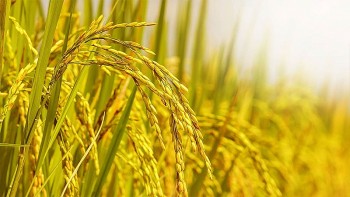 Giá lúa gạo hôm nay ngày 10/1: Tiếp tục xu hướng tăng với lúa gần ngày cắt
