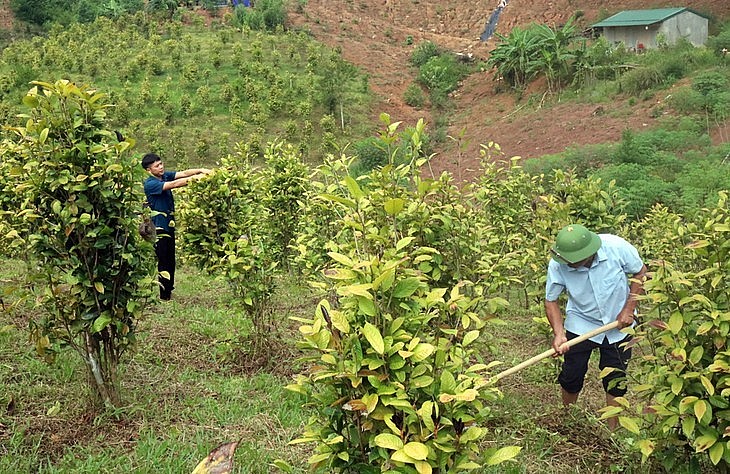 Cây trà hoa vàng trồng ở vùng Ba Chẽ