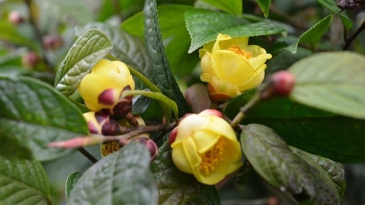 Trà hoa vàng: Từ  cây mọc dại đến “báu vật” thoát nghèo của người dân vùng Ba Chẽ