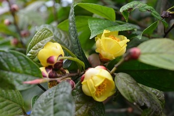 Trà hoa vàng: Từ  cây mọc dại đến “báu vật” thoát nghèo của người dân vùng Ba Chẽ