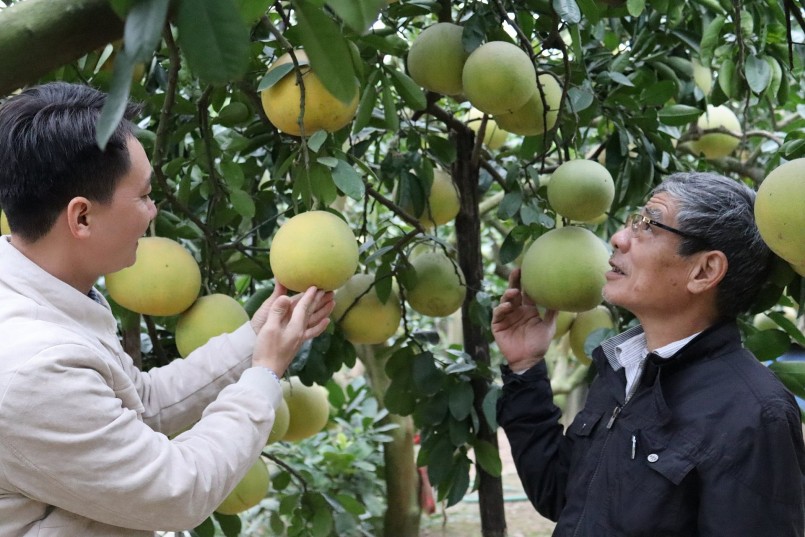 Hà Nội linh hoạt giải 