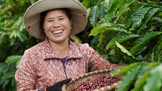 Giá cà phê cao kỷ lục, nông dân lãi gấp 2 - 4 lần trồng lúa