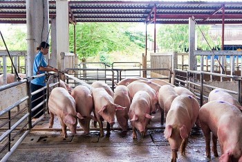 Không lo thiếu thịt lợn trong dịp Tết Nguyên đán 2024