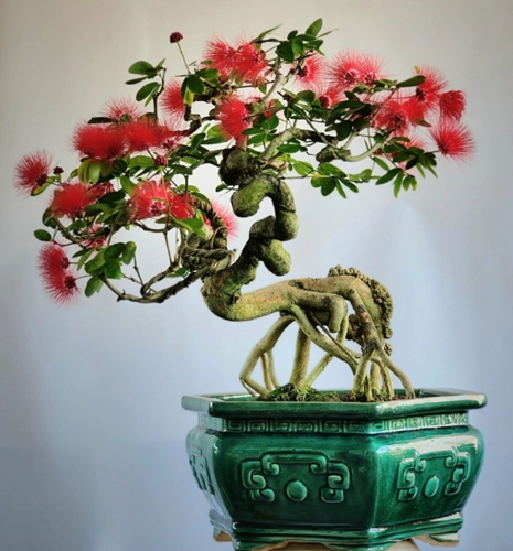 Cây mọc dại thành bonsai độc lạ, giá lên tới tiền triệu 