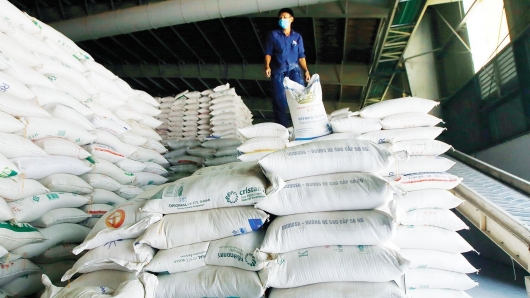 Không phải ăn may, lý do gạo Việt xuất khẩu cao nhất thế giới là gì?