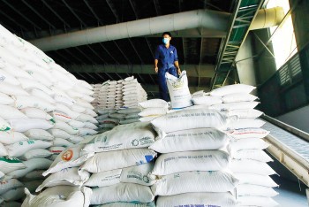 Không phải ăn may, lý do gạo Việt xuất khẩu cao nhất thế giới là gì?