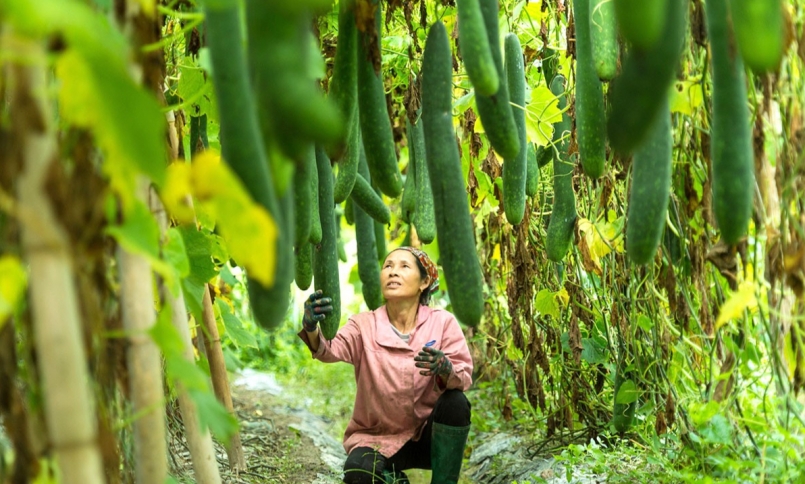 Người dân xã Hòa Phú (Chiêm Hóa) trồng bí đao cung ứng thị trường Tết.