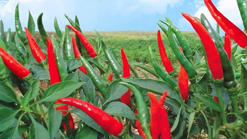 Xuất khẩu ớt tăng  107% so với năm trước.