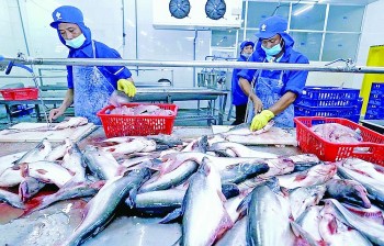 Thêm cơ hội cho cá tra Việt Nam tại thị trường Mỹ và EU