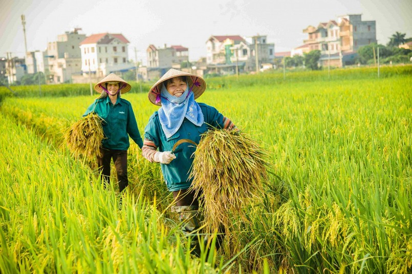 Gạo Việt cần chứng minh được chất lượng, tạo dựng chổ đứng vững chắc trên trường quốc tế