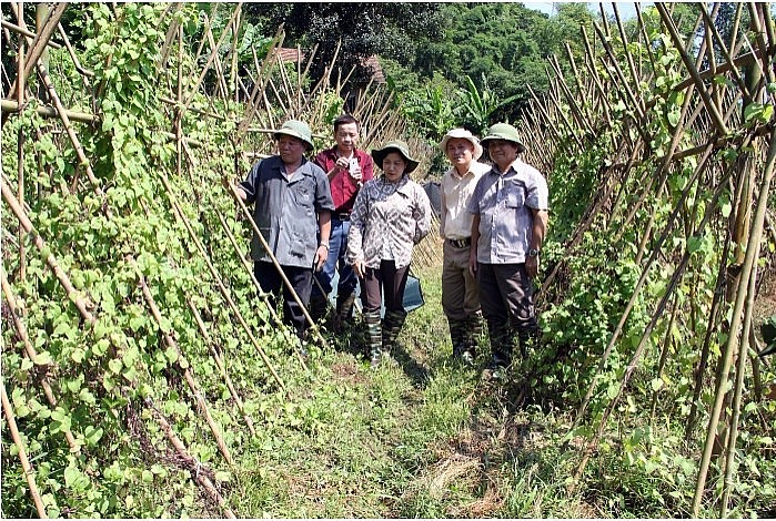 Hội đồng Khoa học và công nghệ tỉnh Bắc Kạn thăm mô hình trồng cây dược liệu tại xã Quân Hà, huyện Bạch Thông.