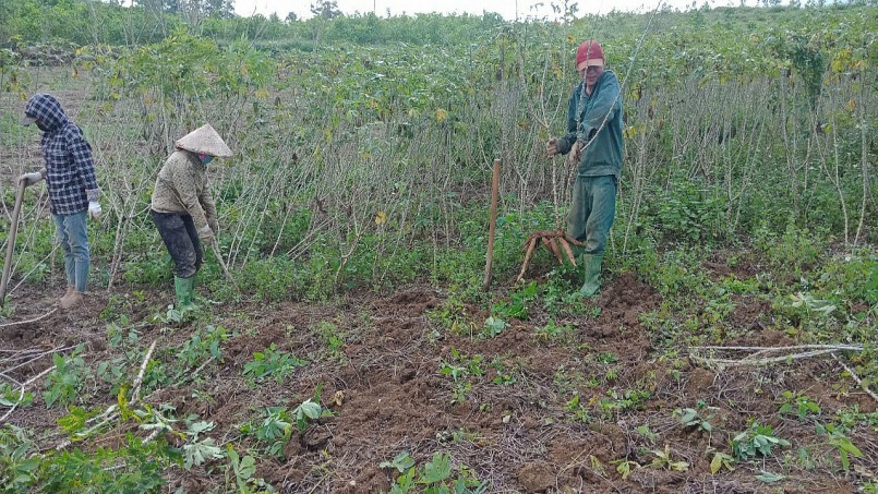 Bà con nông dân xã Xuân Hòa tích cực thu hoạch sắn