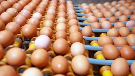 Việt Nam sản xuất hơn 19 tỷ quả trứng gia cầm, chỉ xuất khẩu 1%