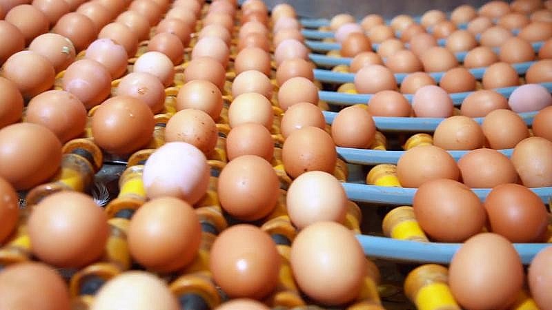 Việt Nam sản xuất hơn 19 tỷ quả trứng gia cầm, chỉ xuất khẩu 1%
