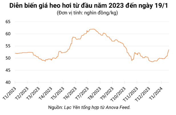 Giá heo hơi hôm nay ngày 19/1/2024: Tăng trên diện rộng, cao nhất 2.000 đồng/kg