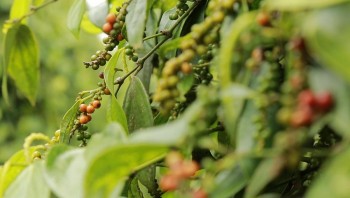 Giá nông sản ngày 19/1/2024: Cà phê tiếp tục giảm, hồ tiêu chạm ngưỡng 82.000 đồng/kg