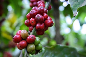 Giá nông sản ngày 20/1/2024: Cà phê đồng loạt tăng, hồ tiêu đạt 82.500 đồng/kg